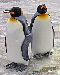 250px-Penguins_Edinburgh_Zoo_2004_SMC.jpg